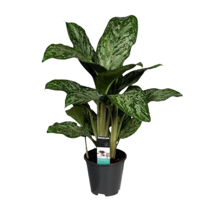 Aglaonema Greenlight – Luftreinigende Zimmerpflanze