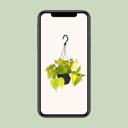 Philodendron Lime – Leuchtend grüne Zimmerpflanze Ø15cm