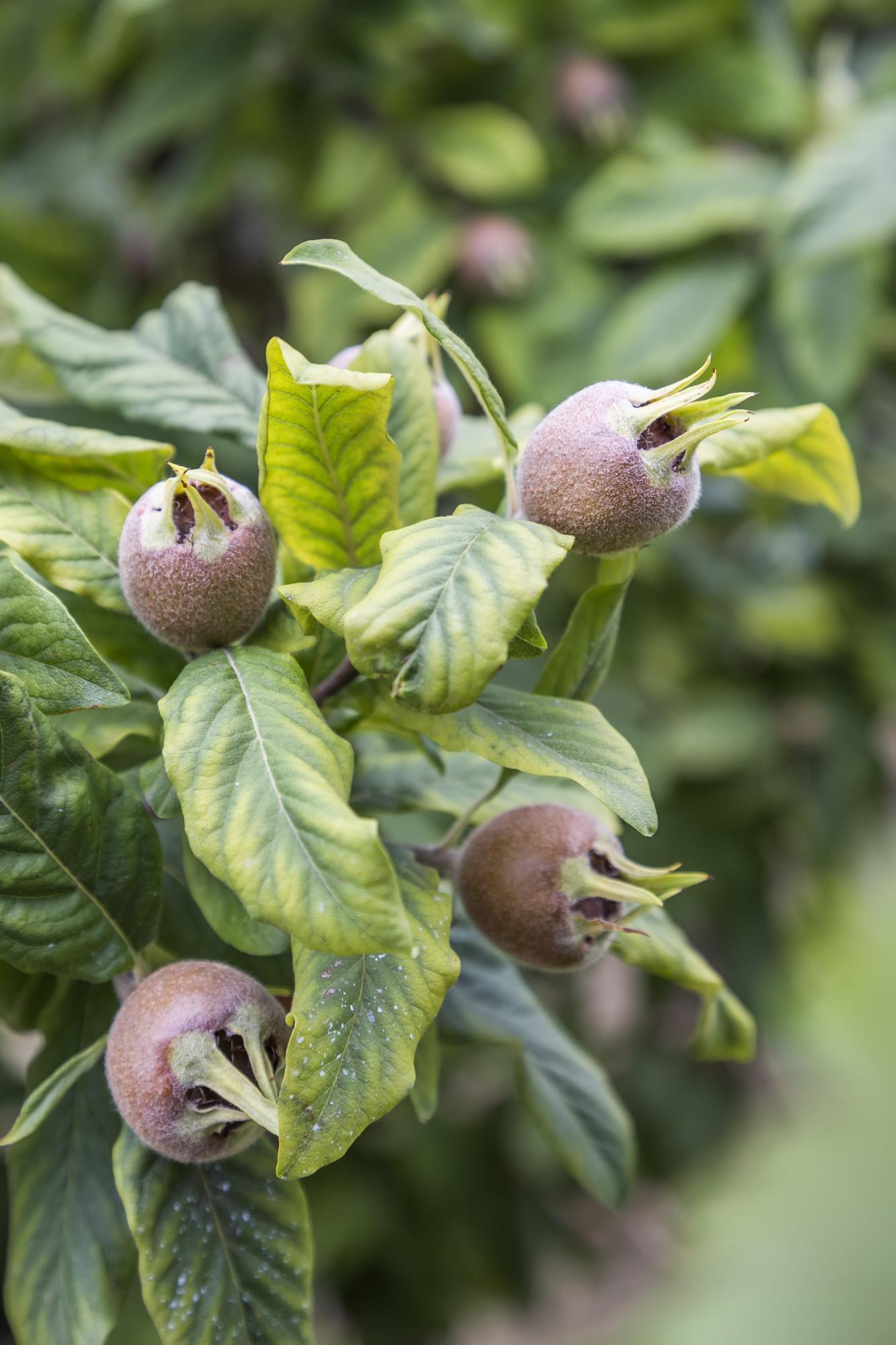 Mespilus germanica 'Westerfield' – Pflegeleichter Medaillenbaum Ø23cm