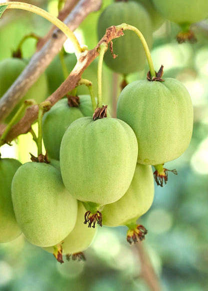3x Actinidia arguta 'Issai' – Selbstfruchtende Mini-Kiwi Ø13cm