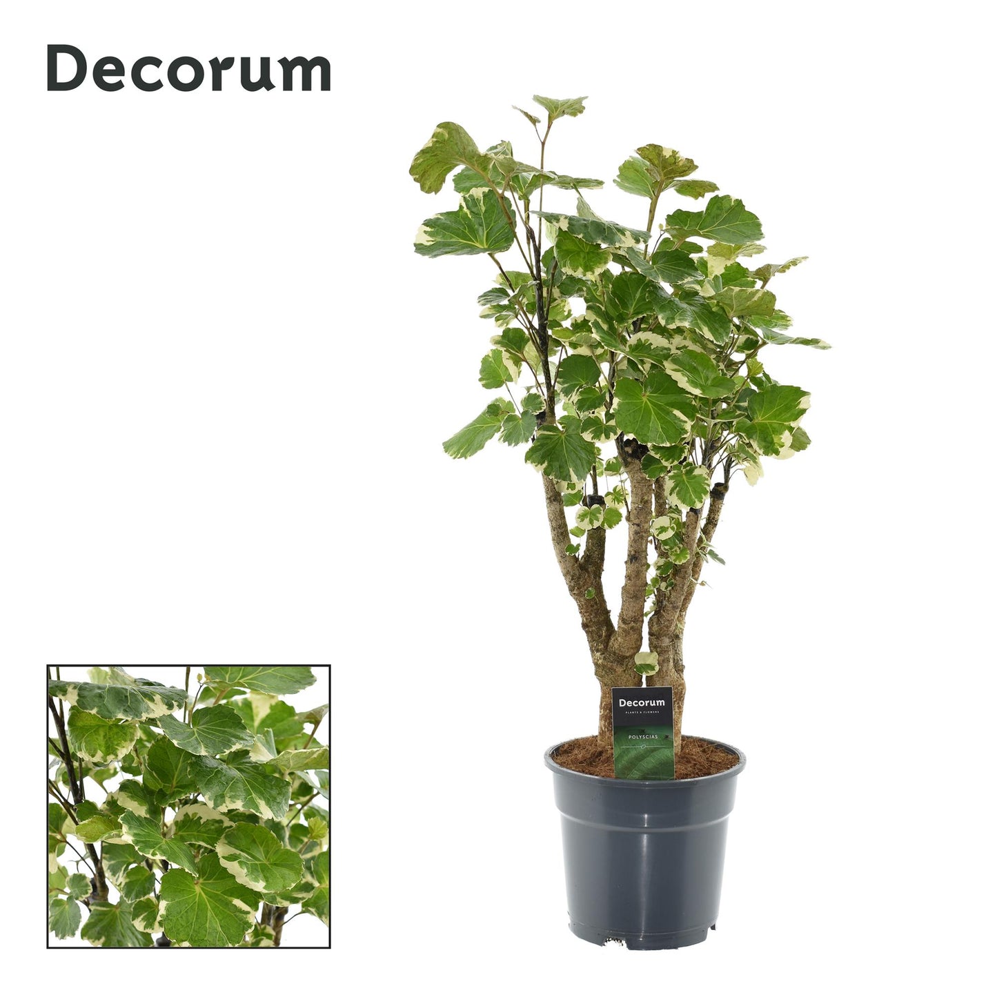 Polyscias Balfouriana – Pflegeleichte Trendpflanze Ø17cm