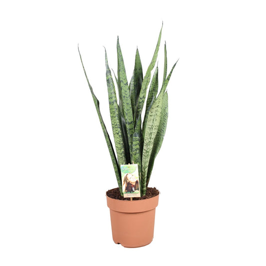 Sansevieria Zeylanica – Pflegeleichte Schwiegermutterzunge Ø21cm