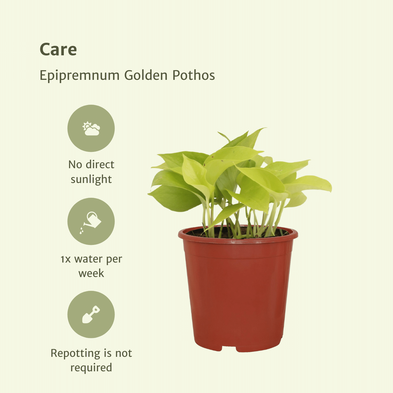 Efeutute Golden Pothos 4er Set – Pflegeleichte Hängepflanze Ø12cm