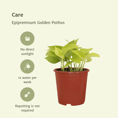 Efeutute Golden Pothos 4er Set – Pflegeleichte Hängepflanze Ø12cm