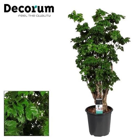 Aralie Vertakt Zimmerpflanze Ø21cm, 80cm hoch – pflegeleicht & modern
