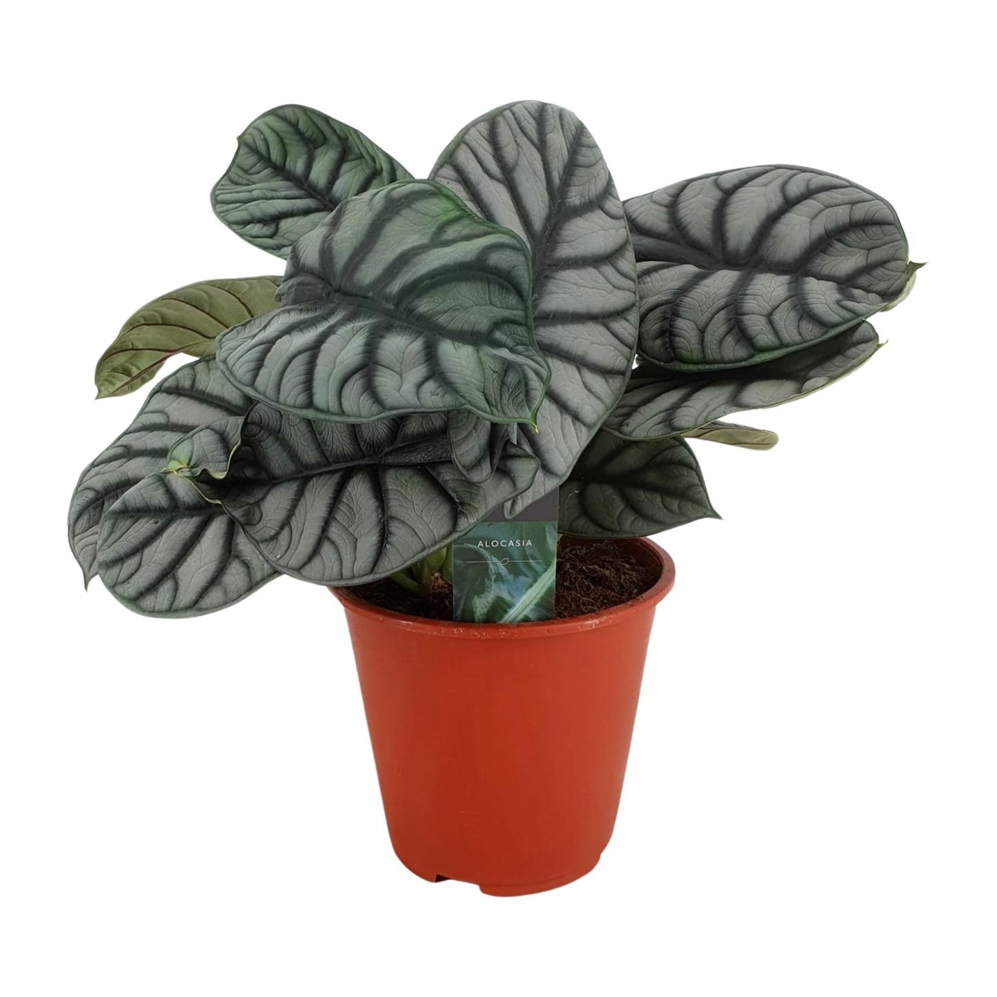 Alocasia Silver Dragon – Elegante pflegeleichte Zimmerpflanze Ø19cm