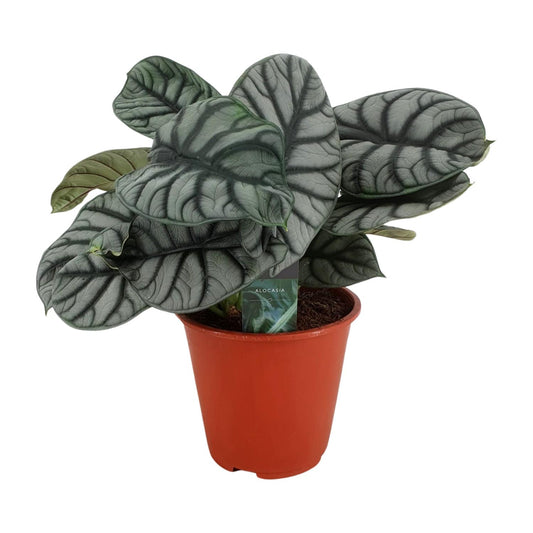 Alocasia Silver Dragon – Elegante pflegeleichte Zimmerpflanze Ø19cm