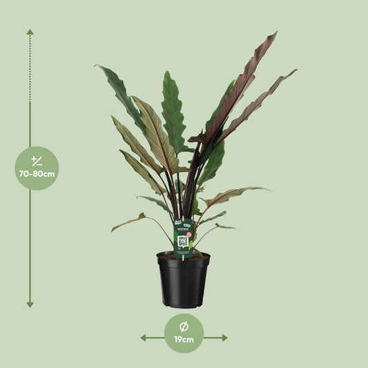 Alocasia Lauterbachiana – Pfeilblatt 19cm Topf, 80cm hoch