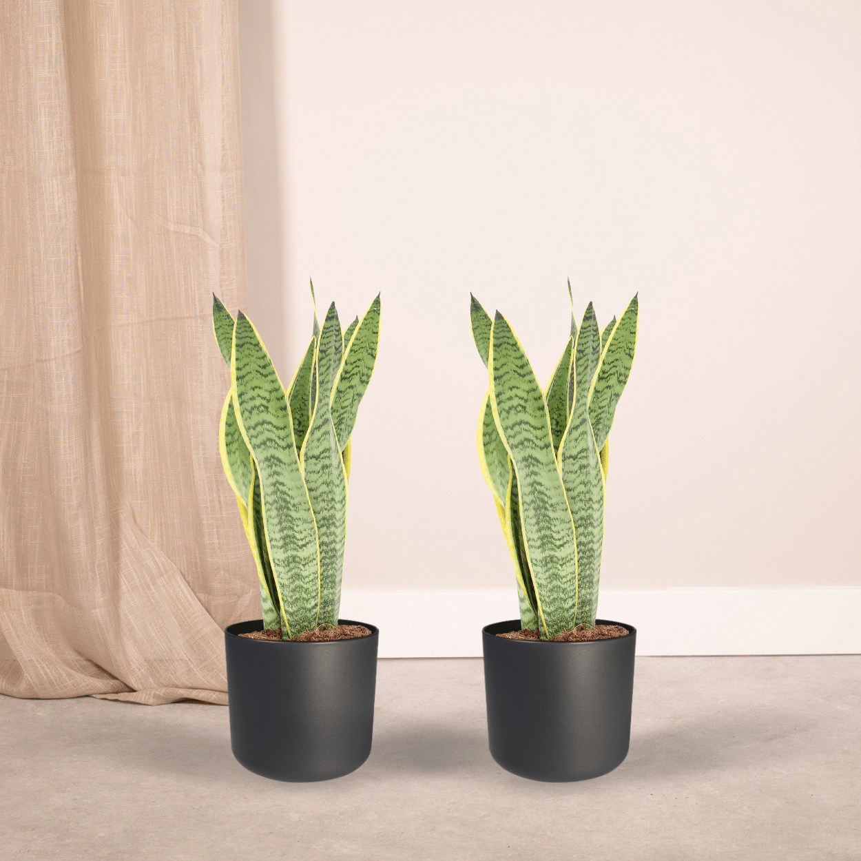 2x Sansevieria Laurentii – Frauenzunge, 40 cm, Ø14 cm