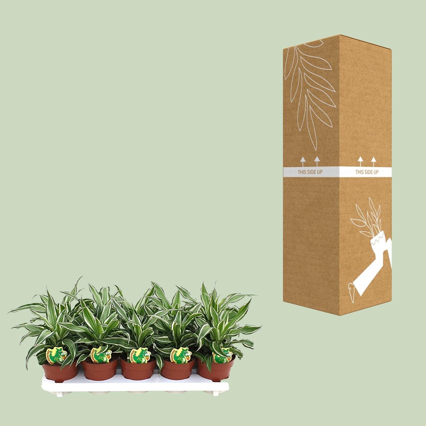 Dracaena Kanzi – Pflegeleichte Zimmerpflanze Ø12cm