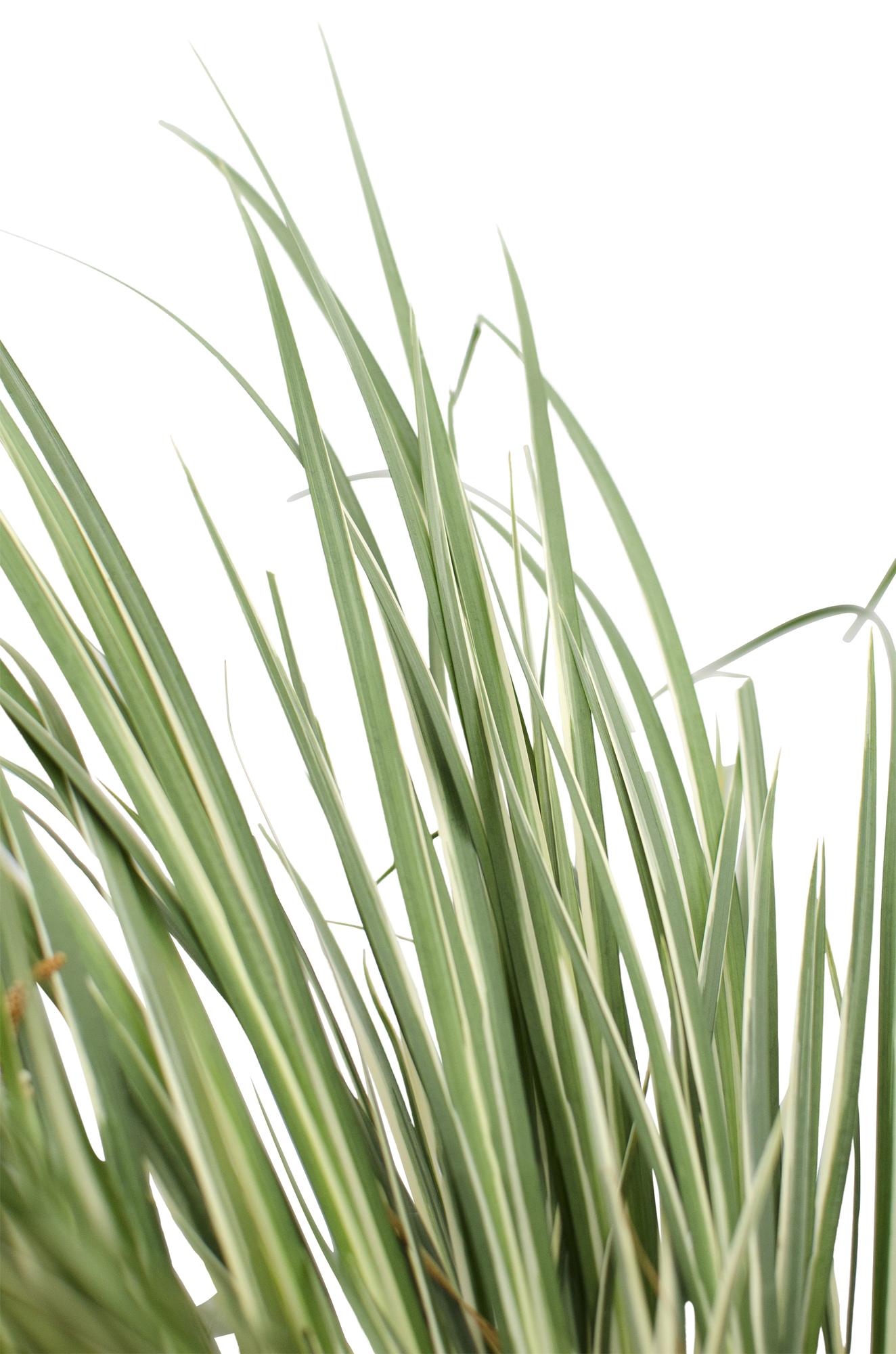 Acorus gramineus 'Argenteostriatus' – Dekoratives Ziergras Ø14cm