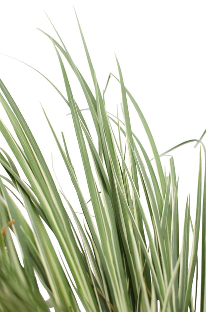 Acorus gramineus 'Argenteostriatus' – Dekoratives Ziergras Ø14cm