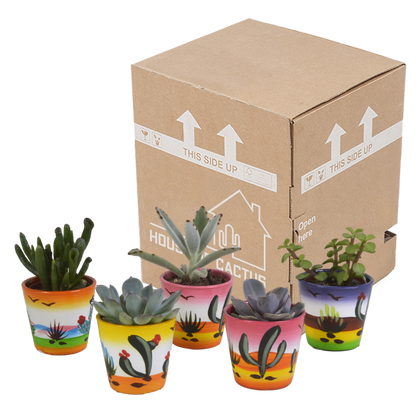 Vetplanten-Mischung 5x in handbemalter Mexicaanse Pot