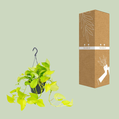 Efeutute Golden Pothos Ø15cm – Pflegeleichte Kletterpflanze