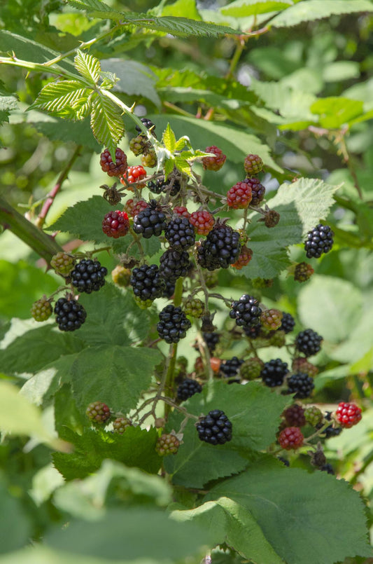 Rubus Lochness – Bio-Brombeere Ø13cm, 45cm hoch