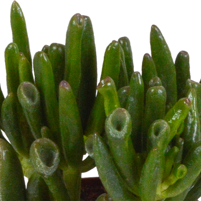 Crassula-Mix 3er Set in handbemalter Vase