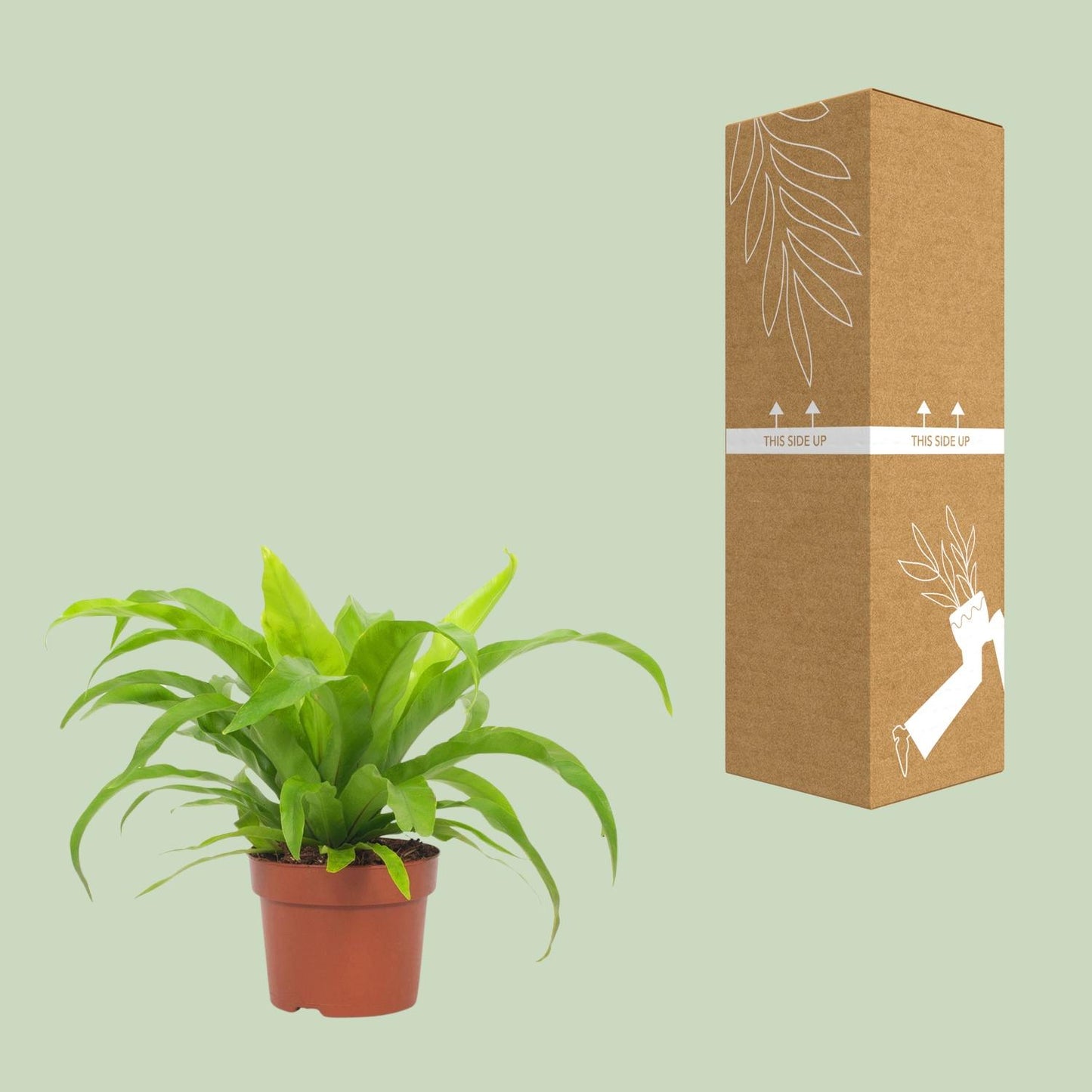 Streifenfarn 'Asplenium Antiquum' 12 cm – Pflegeleicht & Luftreinigend