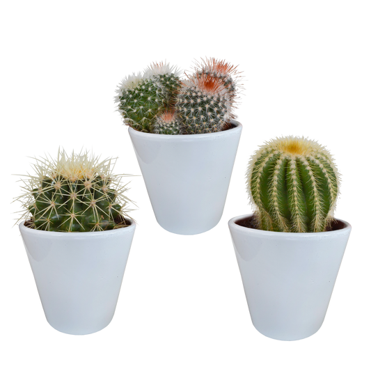 Bolcactus Kakteen-Mischung im weißen Topf 8,5 cm