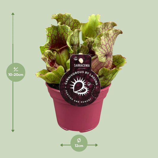 Sarracenia – Exotische Schlauchpflanze Ø12 cm, 20 cm hoch