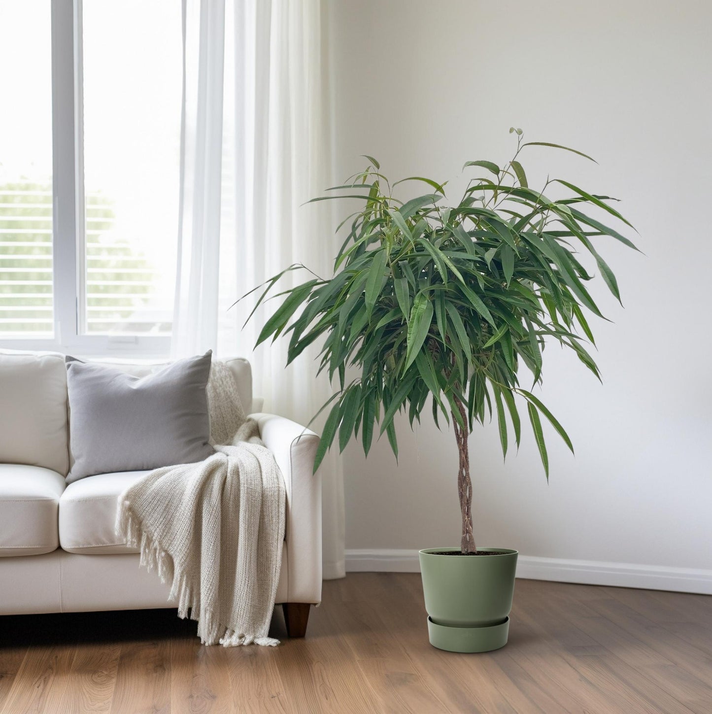Ficus Mahori / Alii Gevlochten – pflegeleichte Zimmerpflanze Ø27cm