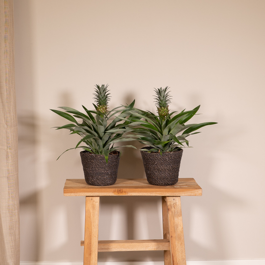 Bromelie 2er Set – Pflegeleichte Tropische Ananaspflanzen Ø12cm