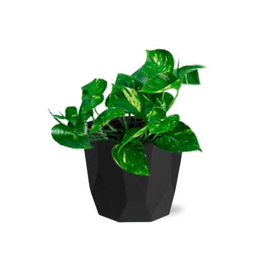 Epipremnum Pinnatum ‘Aureum’ – Pflegeleichte Geldpflanze 14cm