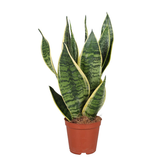 Sansevieria Trifasciata Futura Superba – Pflegeleichte Zimmerpflanze Ø12cm