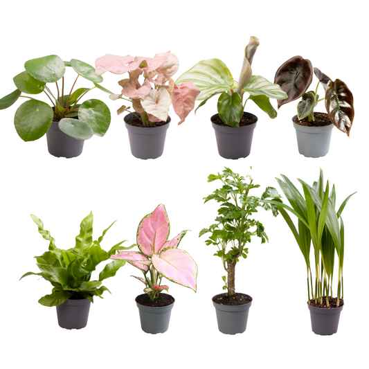 Babypflanzen-Überraschungsbox – Mini Pflanzen Mix Ø6cm