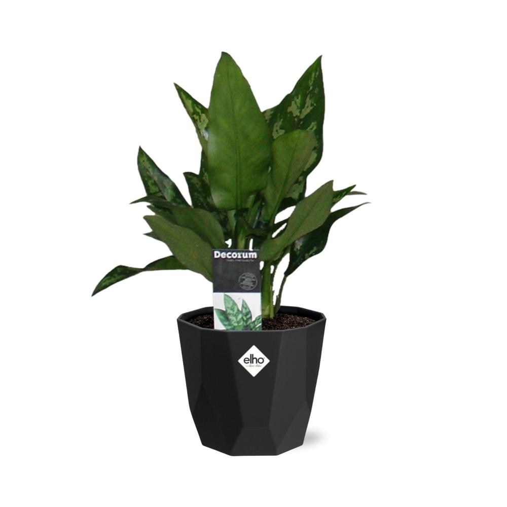Aglaonema Maria – Pflegeleichte luftreinigende Zimmerpflanze 14cm