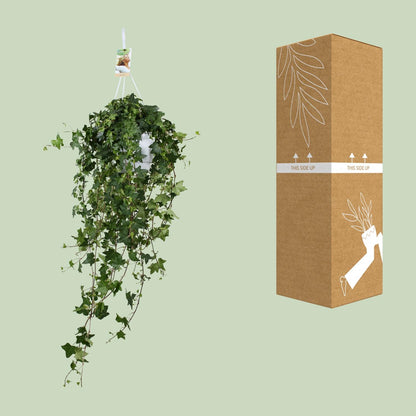 Hedera Helix Pitsburg XXL – Pflegeleichter Efeu Ø17cm