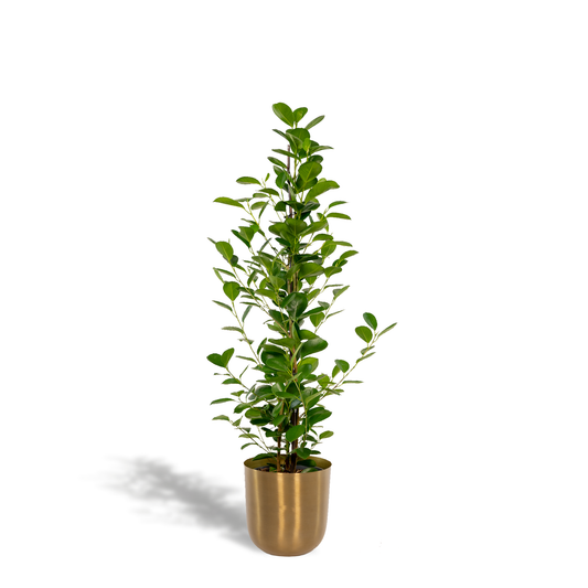 Ficus microcarpa Moclame – luftreinigende Zimmerpflanze Ø21cm
