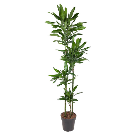 Dracaena Janet Lind – Pflegeleichte Zimmerpflanze 180 cm