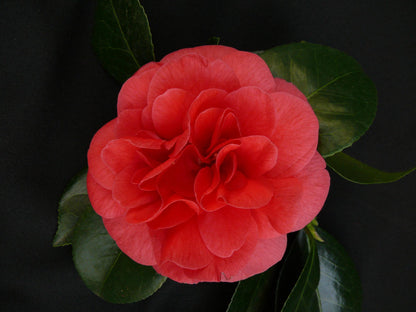 Camellia jap. 'Lady Campbell' - Ø26cm - ↕55cm - Ø29 - ↨90cm
