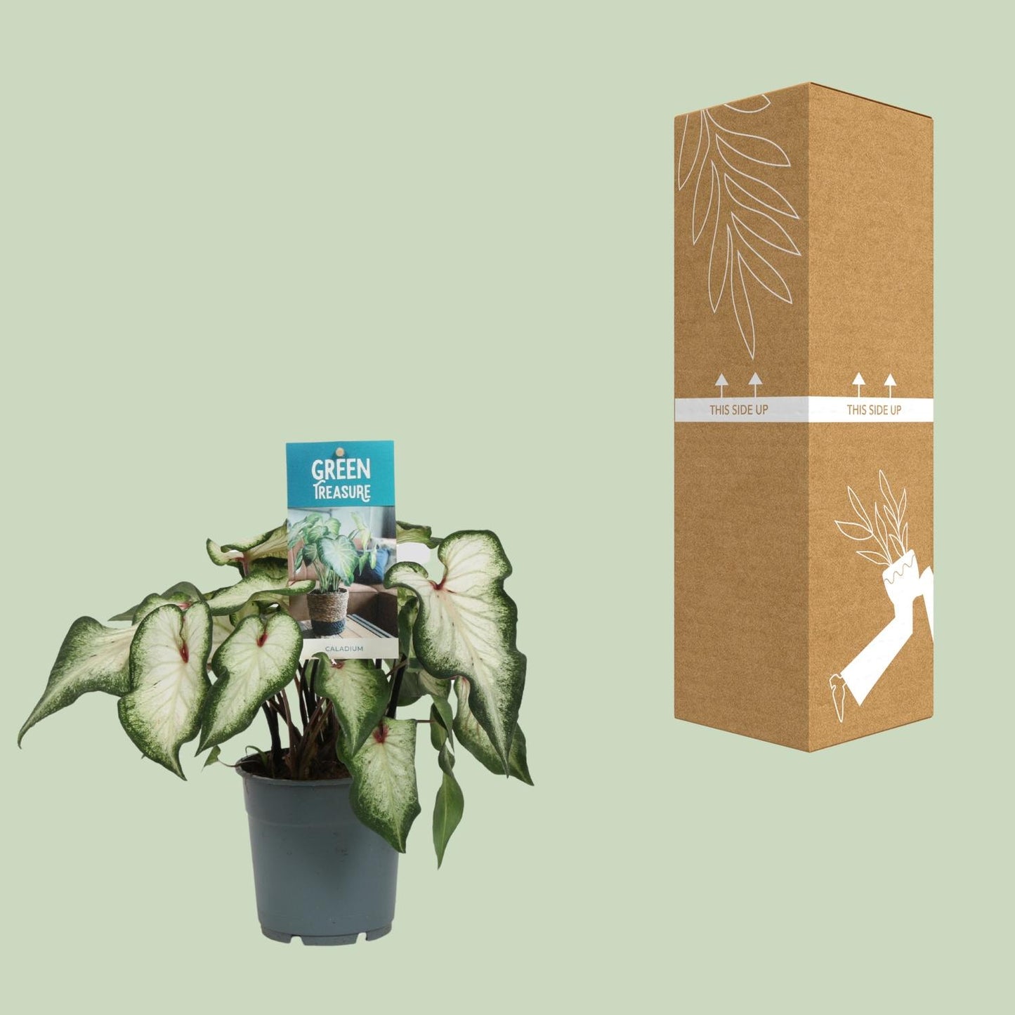 Caladium Wit – Pflegeleichte Zimmerpflanze Ø12cm