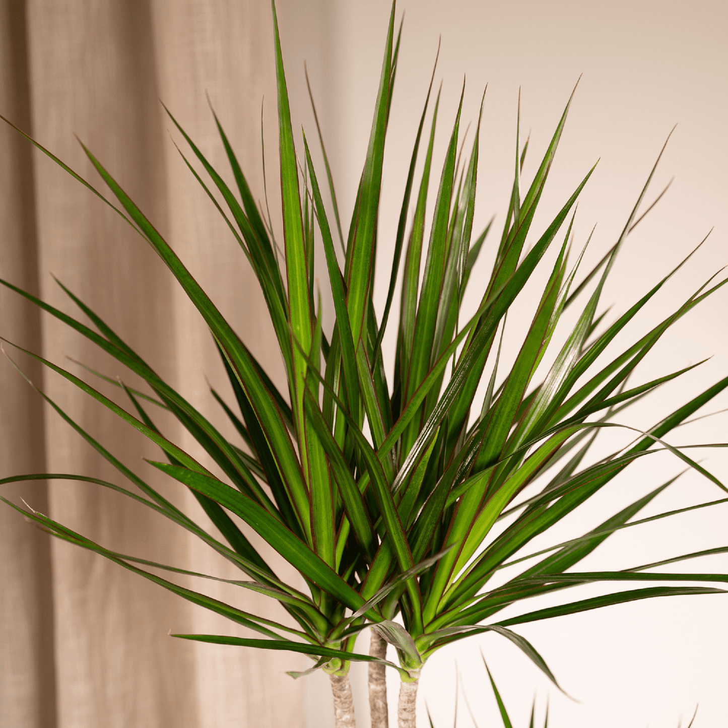 Dracaena Marginata – Pflegeleichte Zimmerpflanze Ø19cm