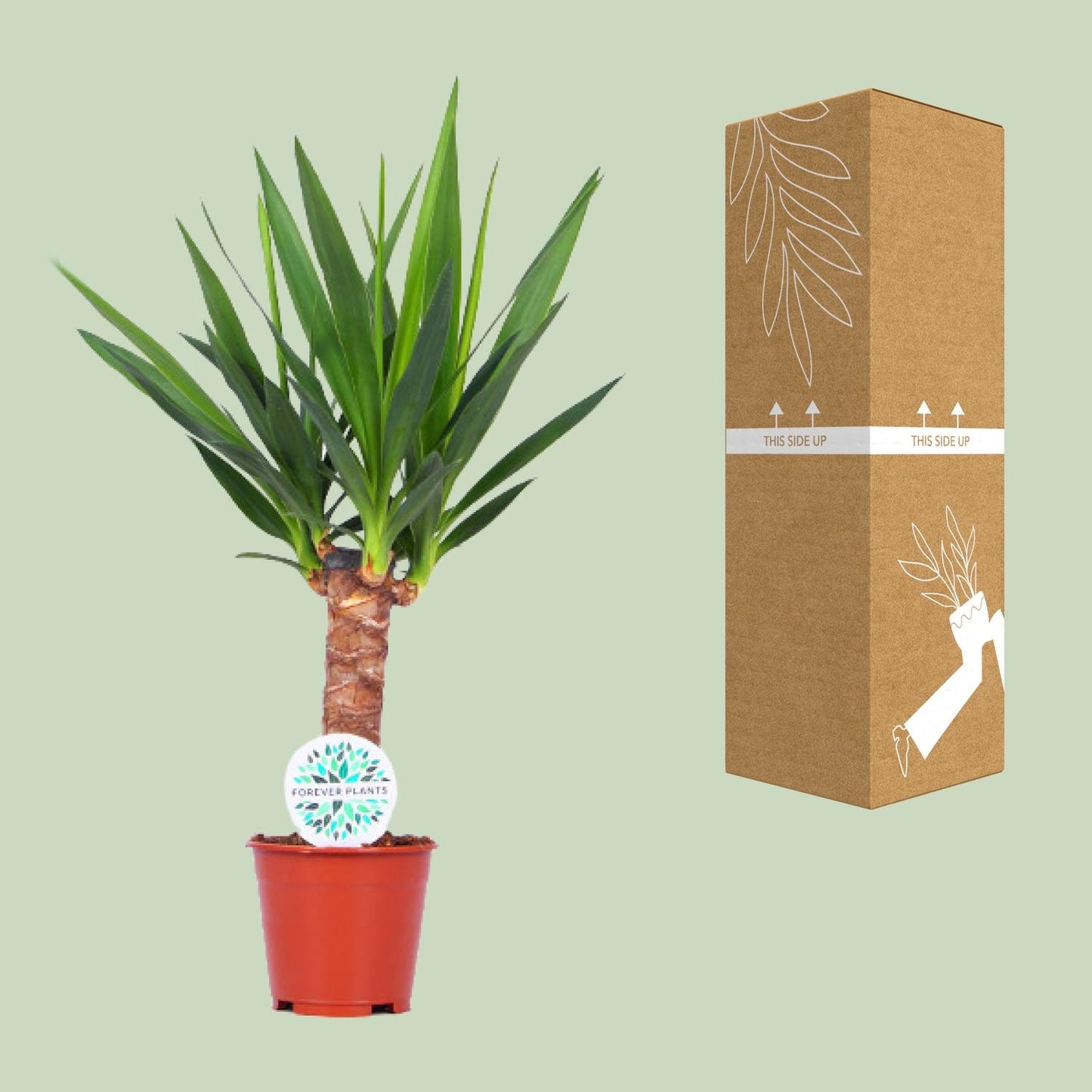 Yucca – Pflegeleichte Zimmerpflanze Ø14cm, 60cm hoch