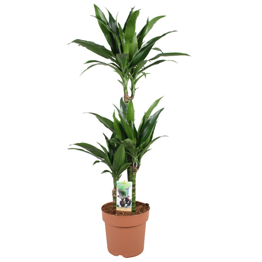 Drachenbaum Janet Craig – Pflegeleichte Zimmerpflanze 100 cm