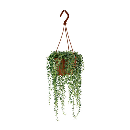 Senecio Herreianus – Pflegeleichte Trendpflanze Ø12cm