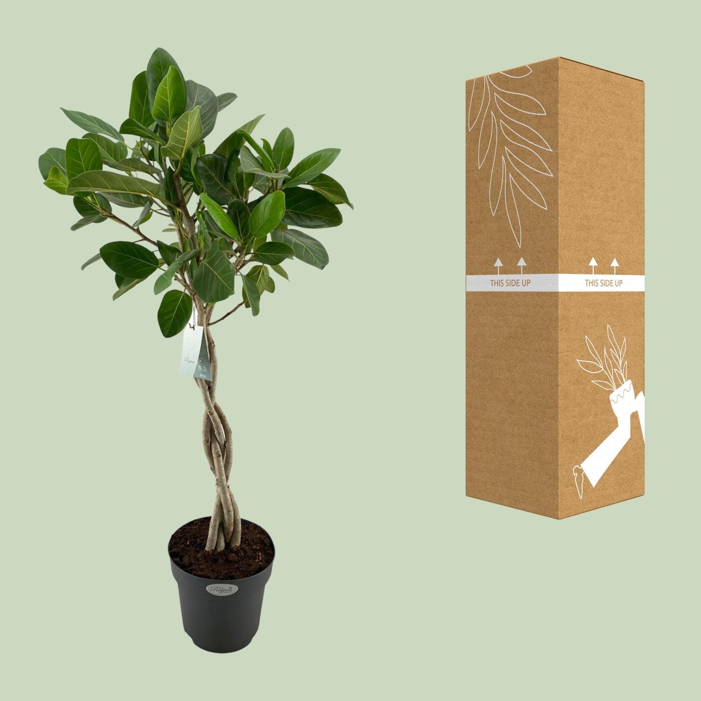 Ficus Benghalensis Audrey – Pflegeleichter XXL-Baum Ø27cm