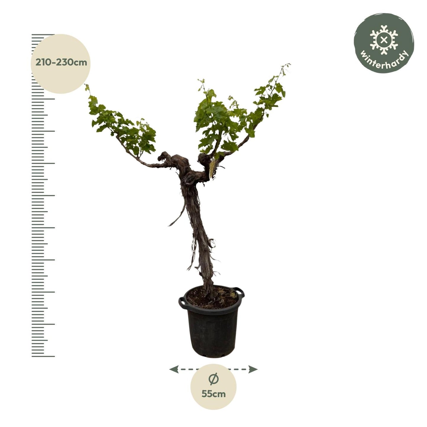 Weinrebe (Vitis Vinifera) verzweigter Stamm 220 cm