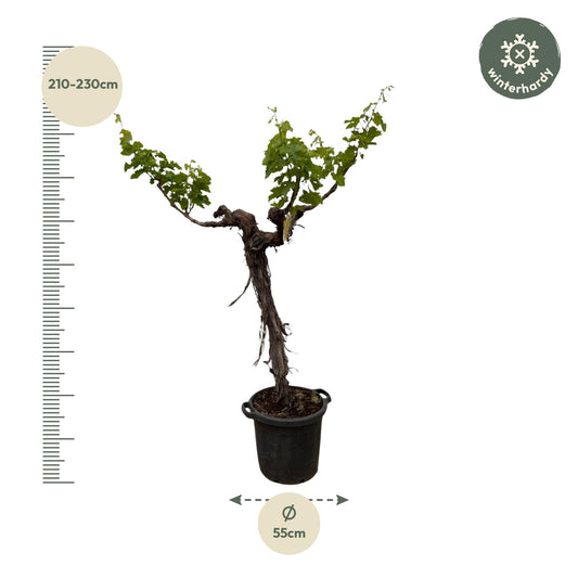 Weinrebe (Vitis Vinifera) verzweigter Stamm 220 cm