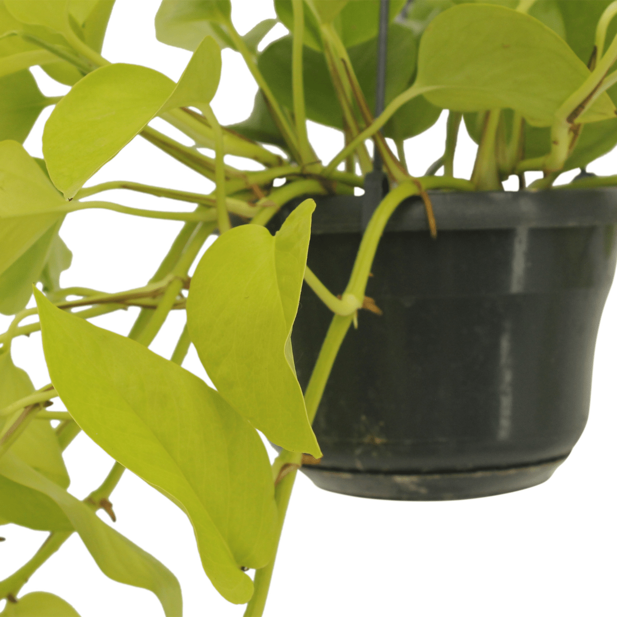 Epipremnum Golden Pothos (Scindapsus) – 2er-Set Ø15cm