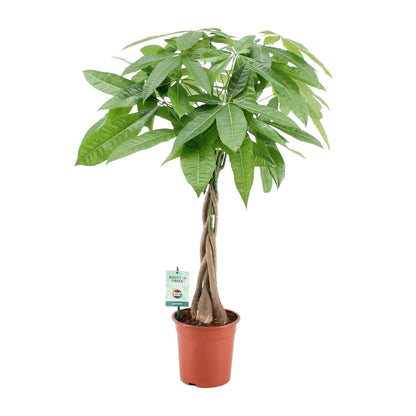 Pachira Aquatica - pflegeleichte Zimmerpflanze Ø19cm