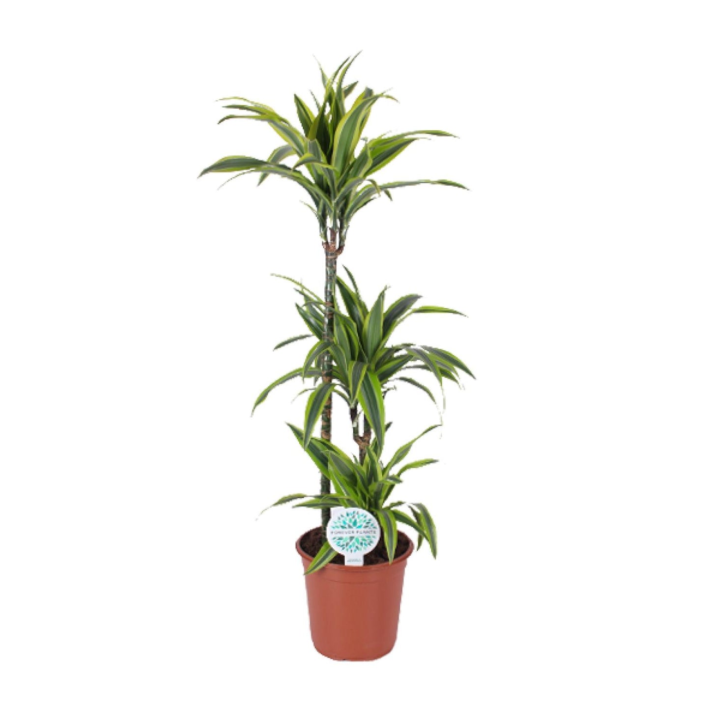 Dracaena Lemon Lime – Luftreinigende Zimmerpflanze Ø24cm