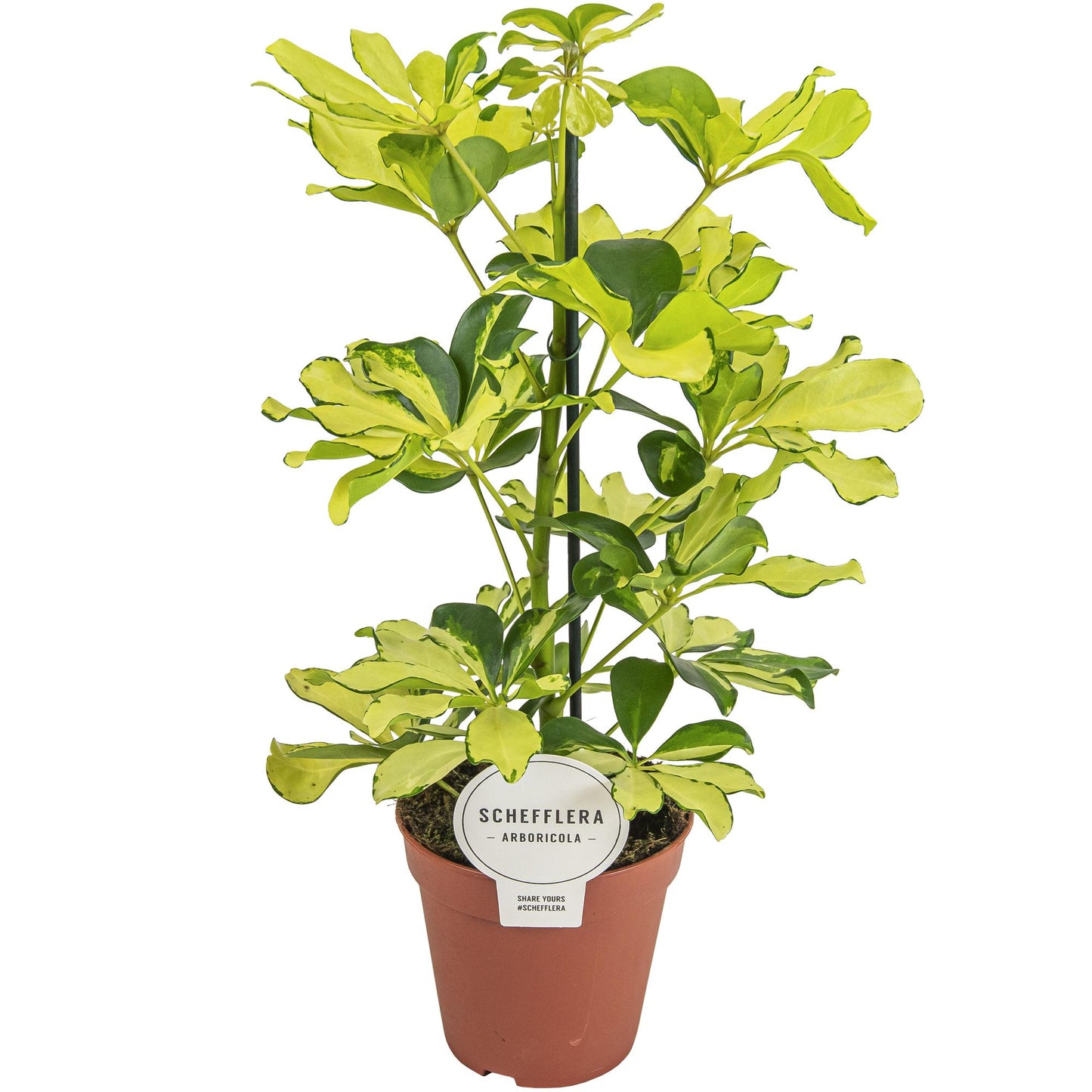 Schefflera Melanie – Pflegeleichte Zimmerpflanze Ø13cm