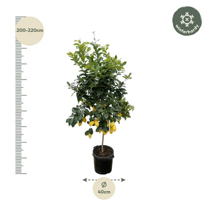 Citrus Lemon Calamondin – 200 cm, ø40 cm, pflegeleicht