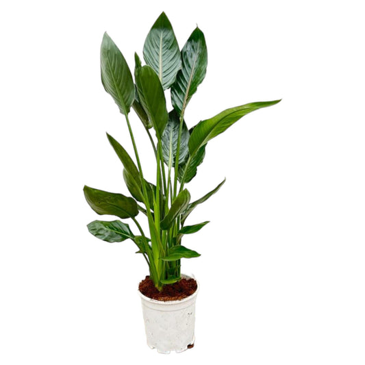 Strelitzia Reginae – Exotische Paradiesvogelblume 100 cm