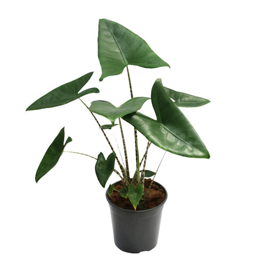 Alocasia Zebrina – Tropische, pflegeleichte Zimmerpflanze Ø21cm