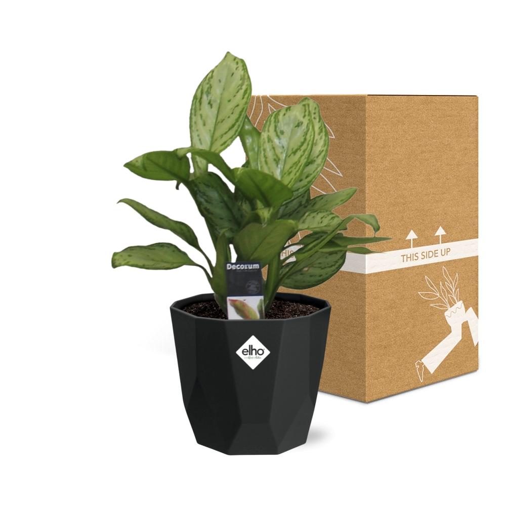 Aglaonema Christina – Pflegeleichte Tropen-Zimmerpflanze 14cm