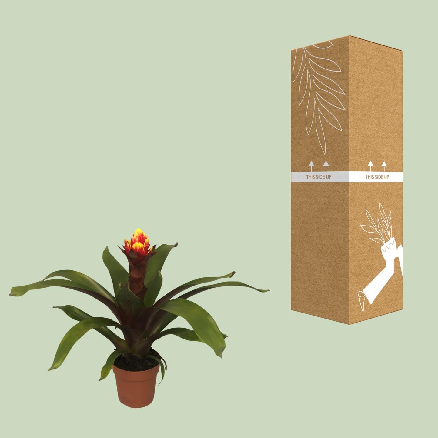 Guzmania Crown – Pflegeleichte Tropische Zimmerpflanze Ø12cm